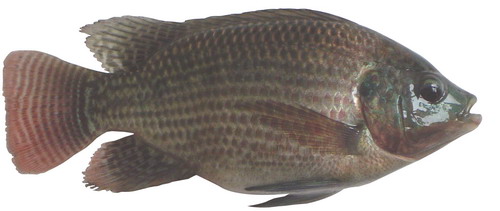 羅非魚(yú)飼養(yǎng)方法