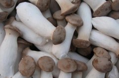 杏鮑菇的功效與作用有哪些 吃杏鮑菇的好處