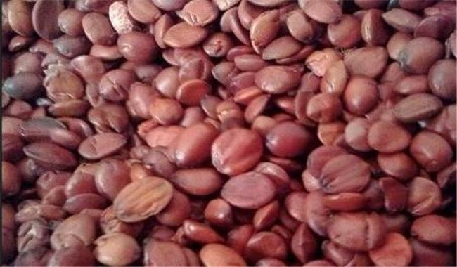 酸棗仁的用法、用量與禁忌