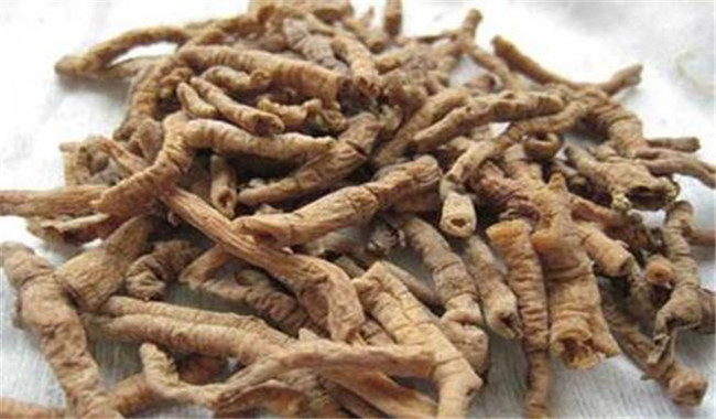 遠志的用法、用量與禁忌