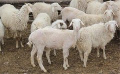 母羊子宮內(nèi)膜炎怎么治療，有哪些癥狀如何預(yù)防