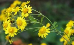 野菊花史話，介紹幾個野菊花的消腫養(yǎng)顏妙方