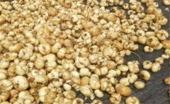 浙貝母產(chǎn)地在哪里？浙貝母的性味與功效簡(jiǎn)介