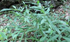 白前的性味、功效、用法用量與禁忌