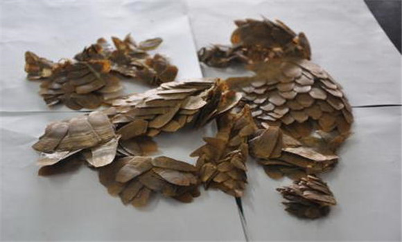 穿山甲的用法、用量與禁忌