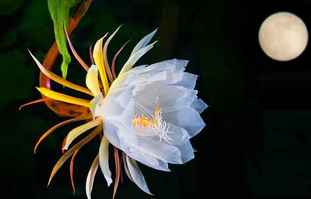 曇花一現(xiàn)只為韋陀的故事傳說 曇花種植方法