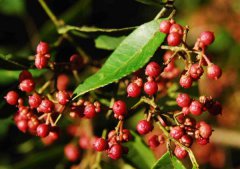 花椒產地主要在哪些地方?