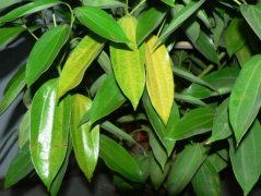 平安樹葉子發(fā)黃是怎么回事?