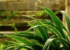 金邊吊蘭葉尖發(fā)黃怎么辦？