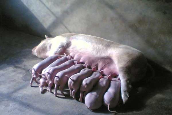 母豬產后癱瘓的病因