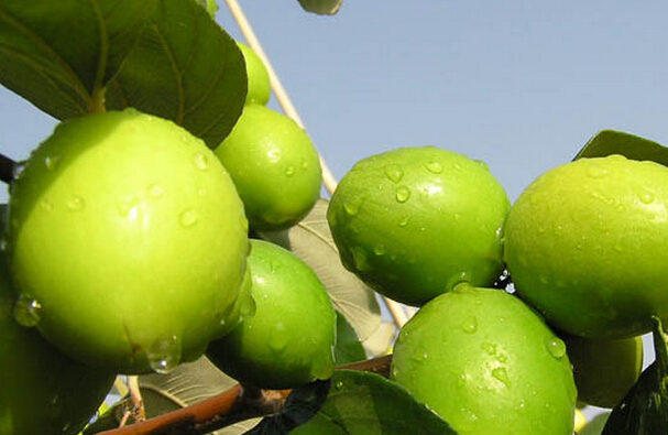 青棗的營養(yǎng)價(jià)值與功效 青棗的營養(yǎng)價(jià)值與功效