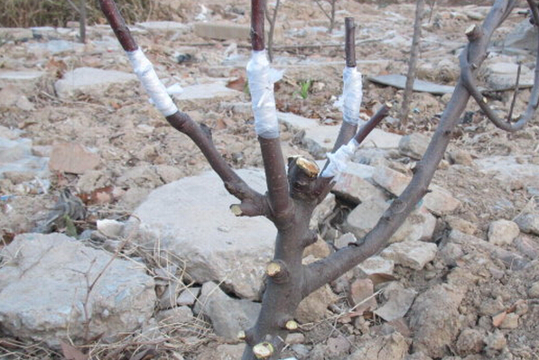 蘋(píng)果樹(shù)嫁接技術(shù)