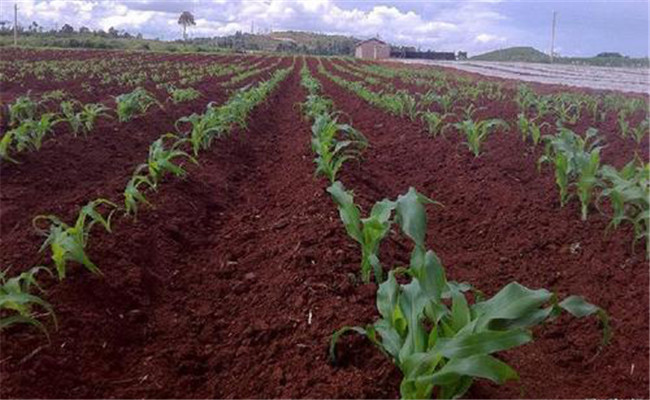 計(jì)劃生產(chǎn)、分期播種