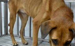 狗有蛔蟲什么癥狀，吃什么藥，會傳染給人嗎？