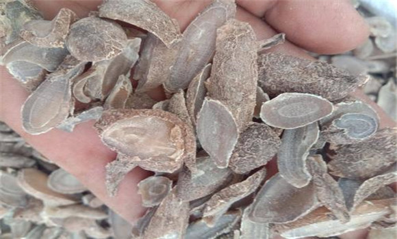 郁金的用法、用量與禁忌