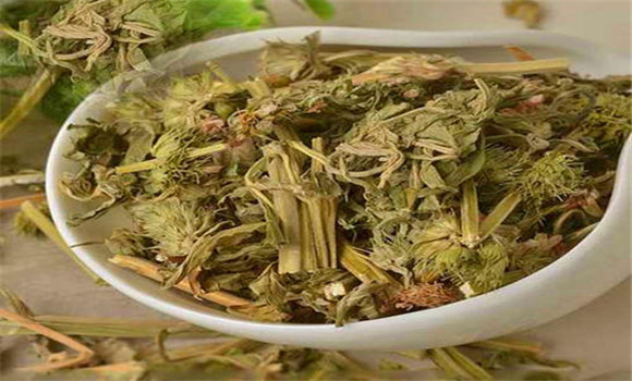 益母草的用法、用量與禁忌