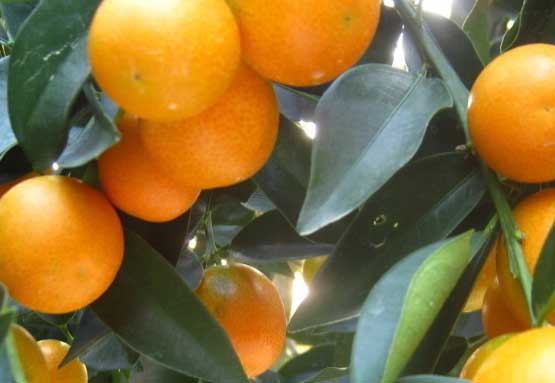 金桔的栽培技術