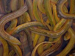 鱔魚(yú)的生長(zhǎng)速度與飼料、餌料的關(guān)系