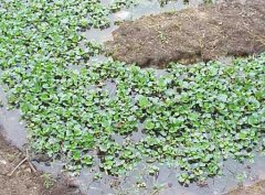 水溫、ph值對(duì)鱔魚(yú)養(yǎng)殖的影響