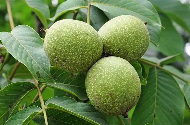 核桃高效種植技術(shù) 核桃種植方法