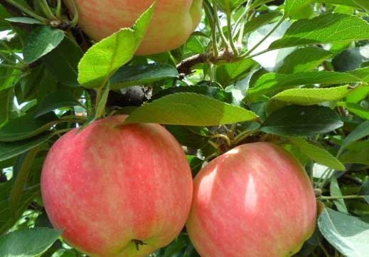 蘋(píng)果病蟲(chóng)害防治技術(shù)