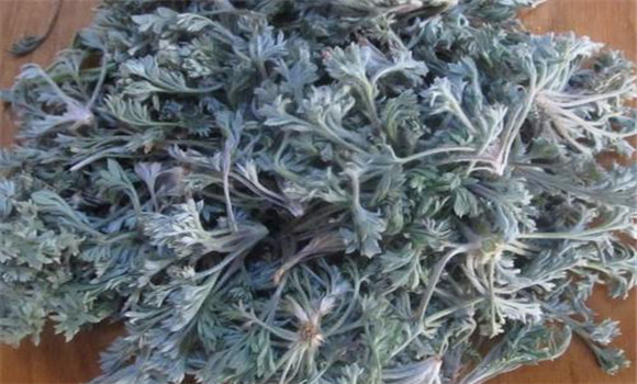 茵陳用法、用量與禁忌