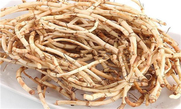 魚腥草的用法、用量與禁忌