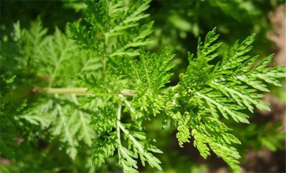 青蒿的用法、用量與禁忌