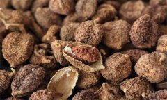 砂仁的功效與作用是什么 砂仁的用法、用量與禁