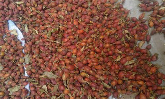 砂仁的用法、用量與禁忌