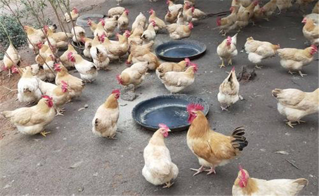 保證雞的采食量