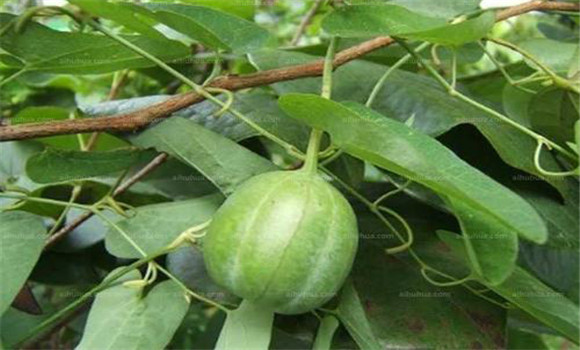 馬兜鈴的用法，用量與禁忌