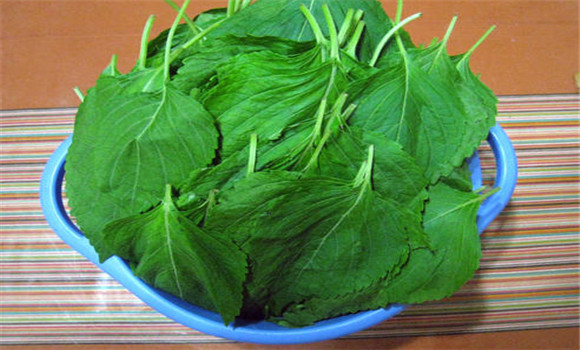 蘇子葉的用法、用量與禁忌