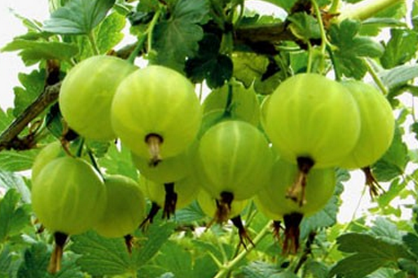 果樹(shù)的功效與作用