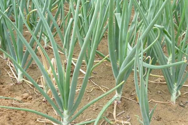 圓蔥的種植方法和生長(zhǎng)時(shí)間