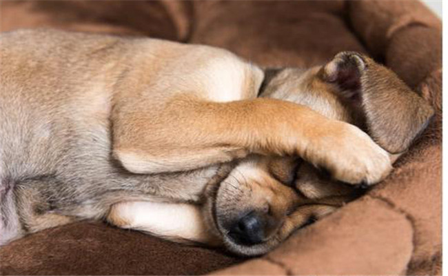 狗虱子傳染人嗎？