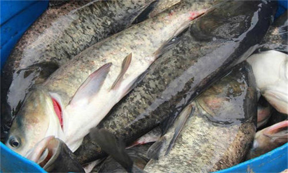 鳙魚的營養(yǎng)價(jià)值 鳙魚的功效與作用