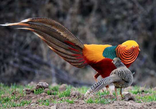 紅腹錦雞的繁殖及育苗技術(shù) 錦雞飼養(yǎng)方法