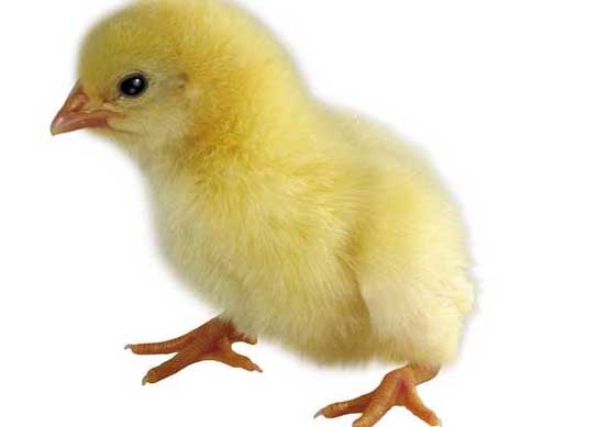 養(yǎng)雞技術(shù)