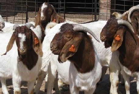 波爾山羊養(yǎng)殖對(duì)羊舍基本要求 波爾山羊飼養(yǎng)方法