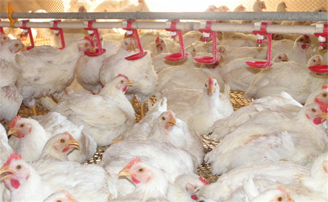 對(duì)光照、飼養(yǎng)密度等的要求不同