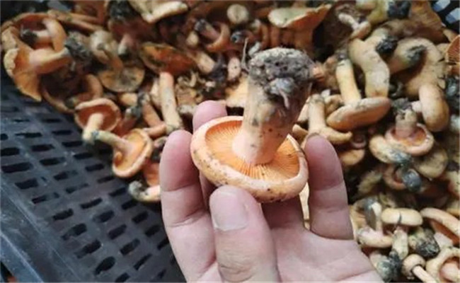 白蔥牛肝菌的生長環(huán)境