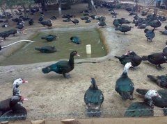 火鴨怎么育雛？火鴨的繁殖技術(shù)要點(diǎn)