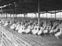 鴨子圈養(yǎng)的好處，鴨子圈養(yǎng)的養(yǎng)殖管理技術(shù)要點(diǎn)