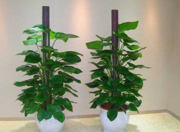 綠蘿-有關(guān)綠蘿的知識(shí) 綠蘿圖片