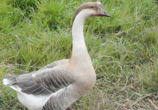 鵝養(yǎng)殖技術