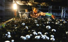 菇房內(nèi)的果蠅是怎么產(chǎn)生的，如何消滅果蠅？