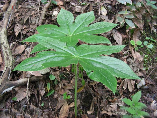 八角蓮的功效與作用 花卉的作用