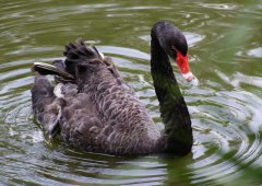 黑天鵝的養(yǎng)殖前景怎么樣？