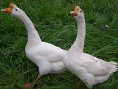 常見(jiàn)的蛋鵝品種有哪些？